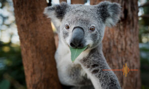 Koala, WWF Australia