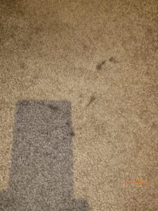 Carpet stain before iCarpet